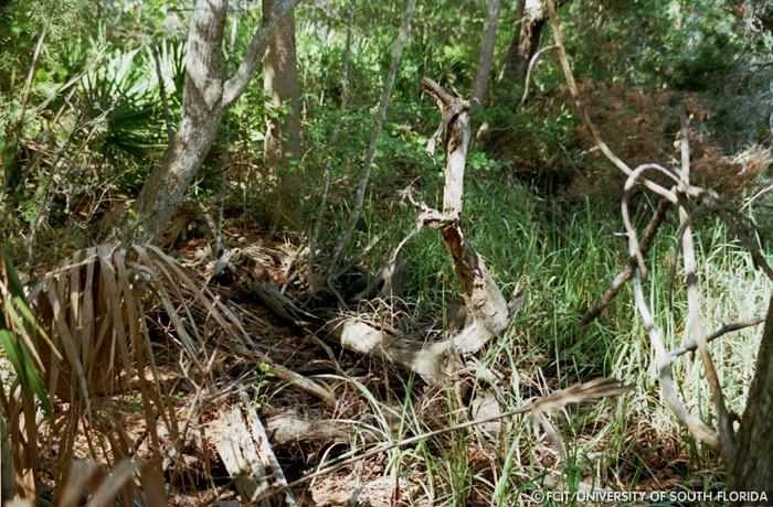 Fallen tree
