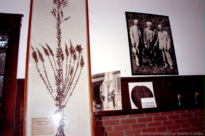 Florida Goldenrod