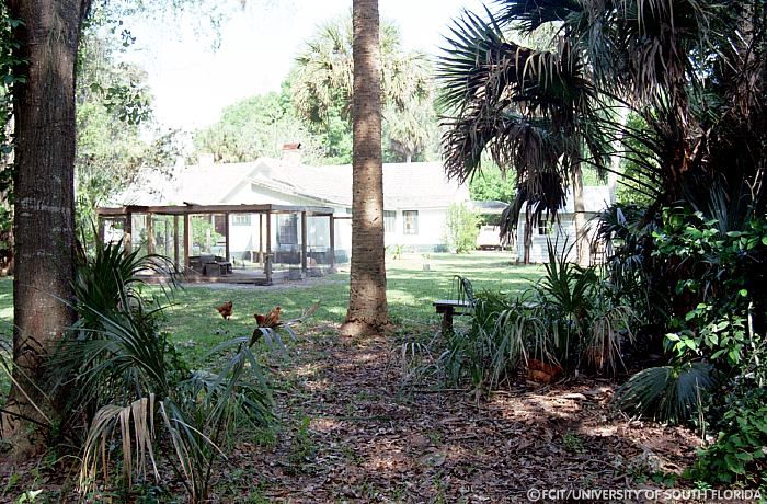 Back yard