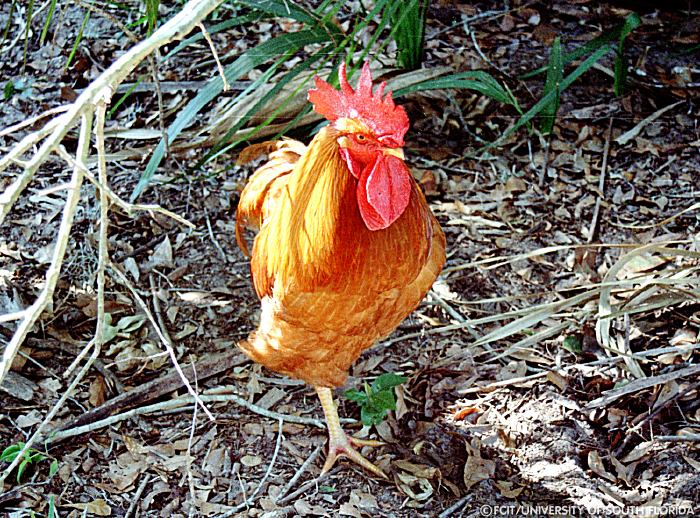 Rooster