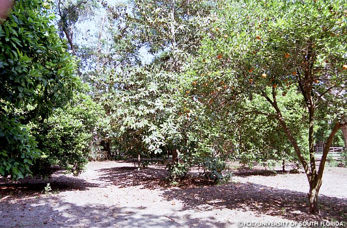 Citrus grove
