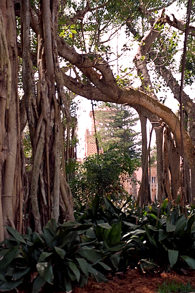 Banyan tree