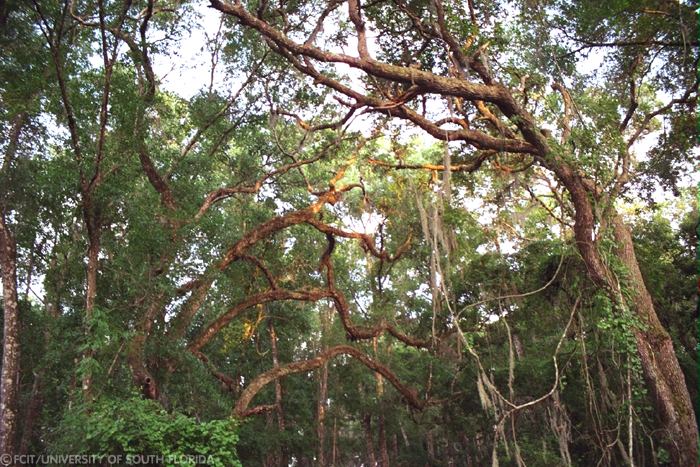 Large trees