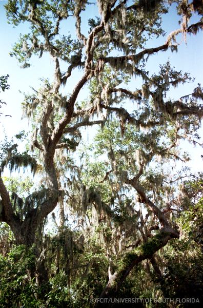 Spanish moss