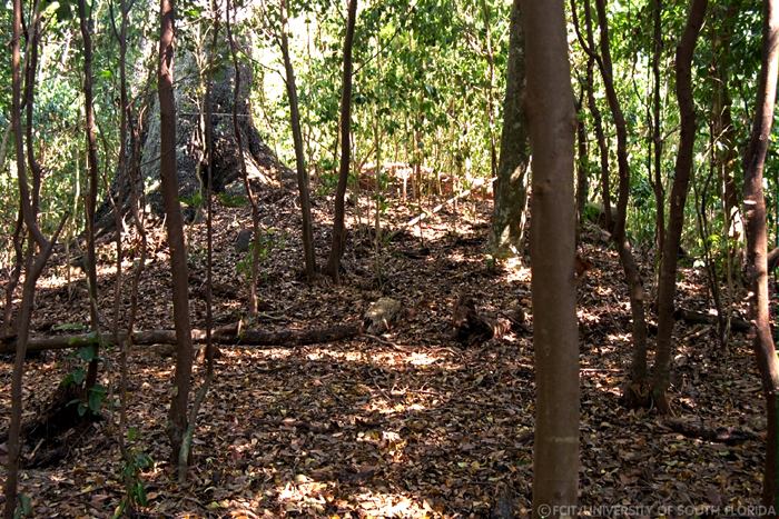 Mound