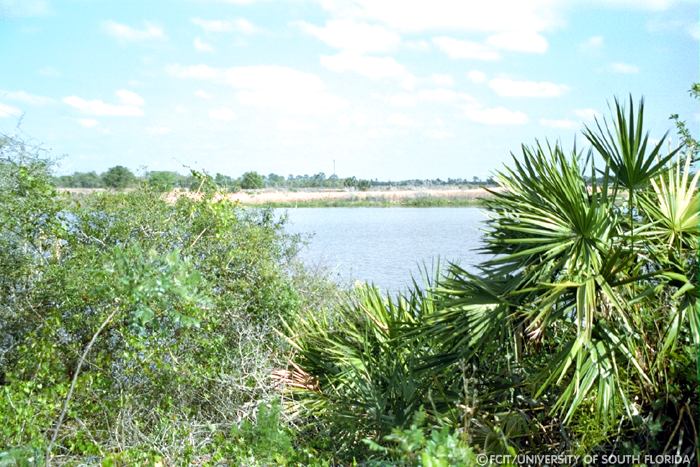 Palmettos