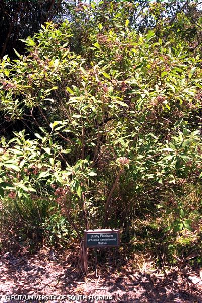 Bushy Fleabane