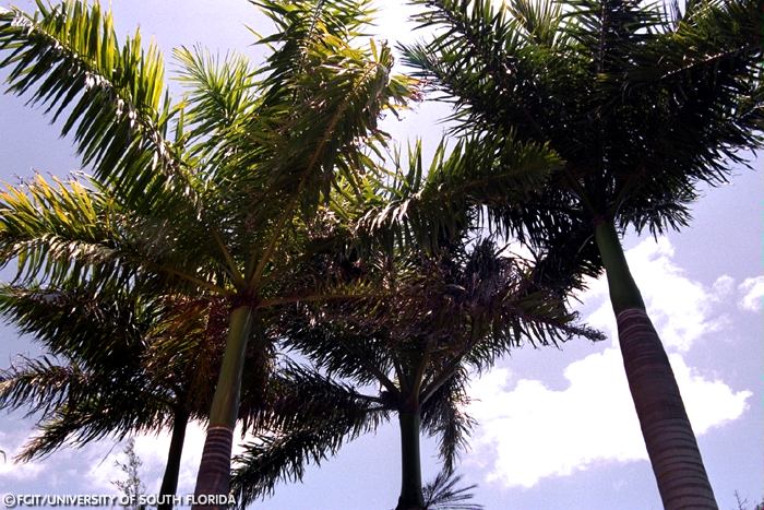 Royal Palms
