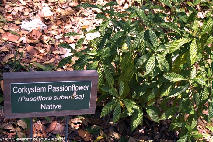Corkystem Passionflower