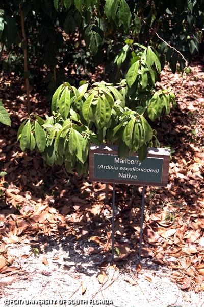 Marlberry