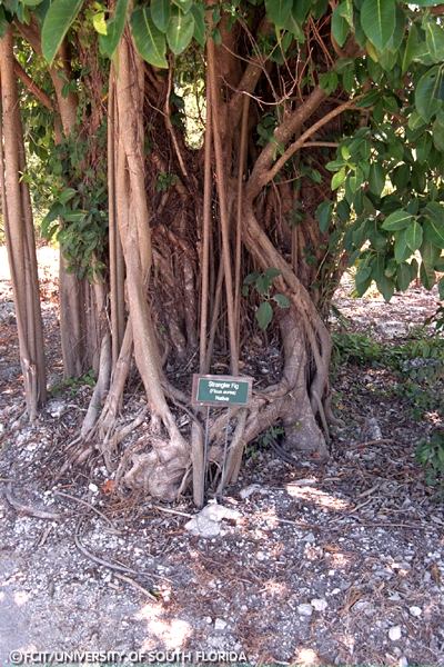 Strangler Fig