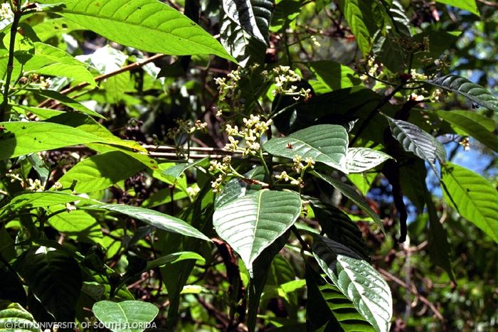 Poisonwood