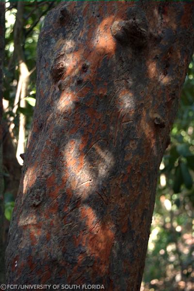 Tree bark