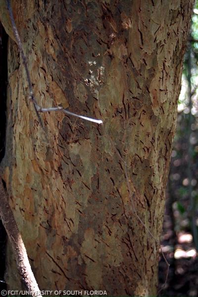 Tree bark