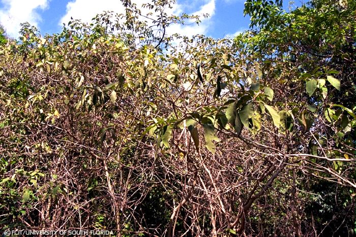 Potato tree