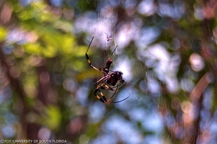 Golden Orb spider