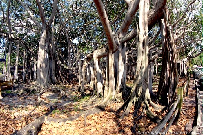 Banyan trees