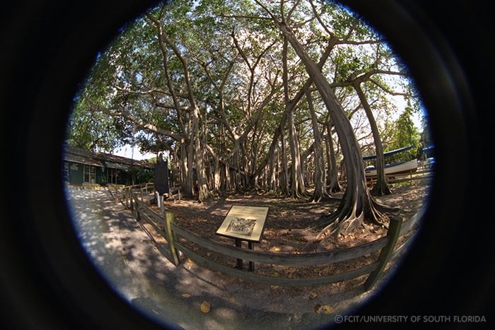 Banyan trees