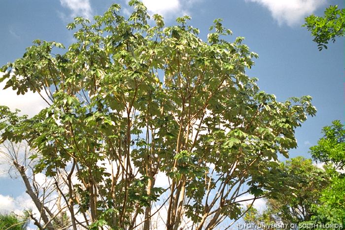 Trees