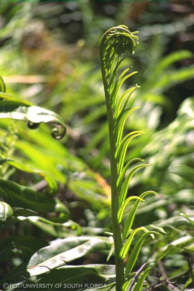 Fern leaf