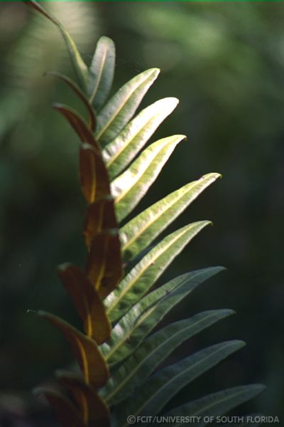 Fern leaf