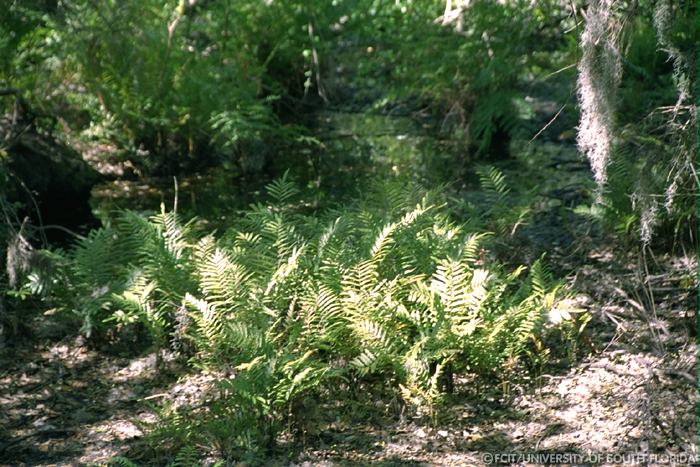 Ferns