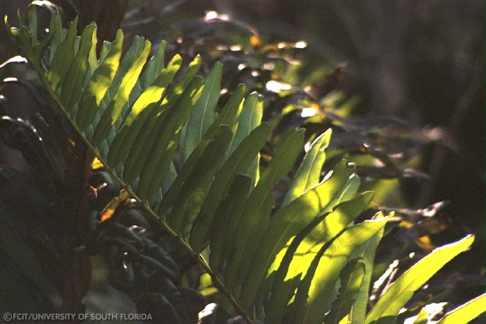Fern leaf