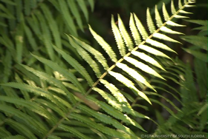 Ferns