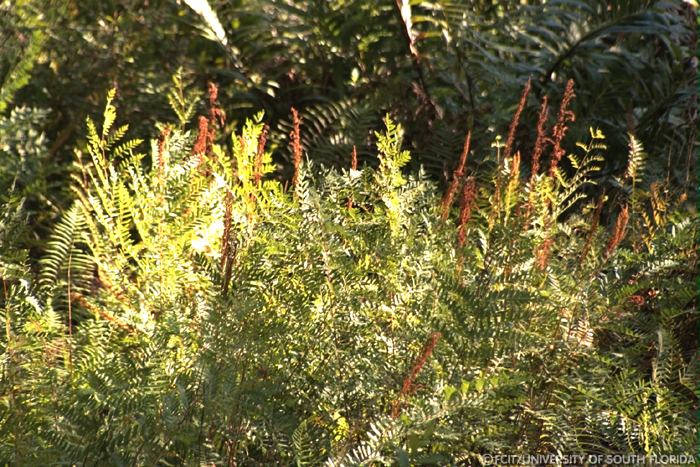 Fern flowers