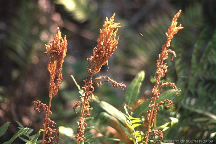 Fern flowers