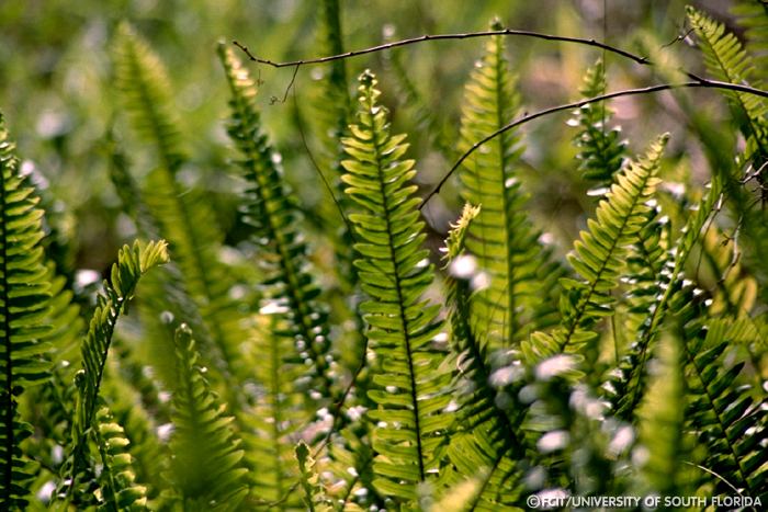 Ferns