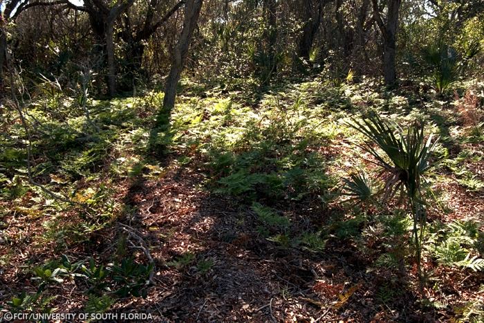 Ferns