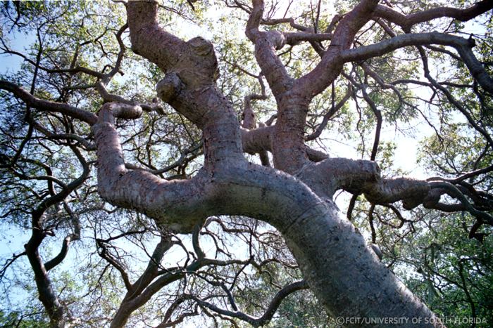 Gumbo Limbo trees