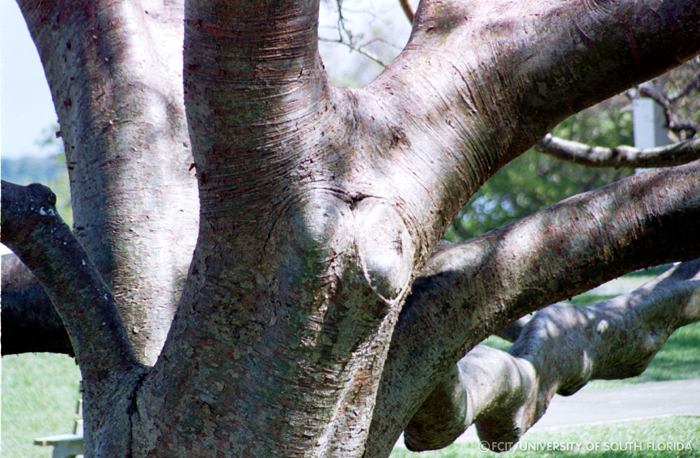 Gumbo Limbo tree