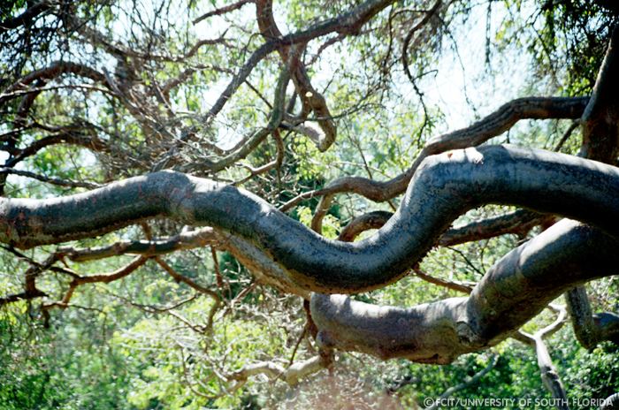 Gumbo Limbo trees