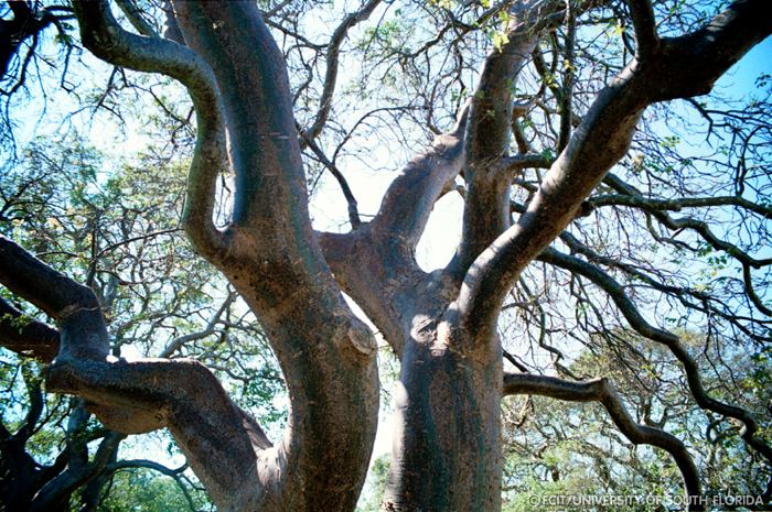 Gumbo Limbo trees