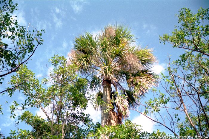 Palm tree