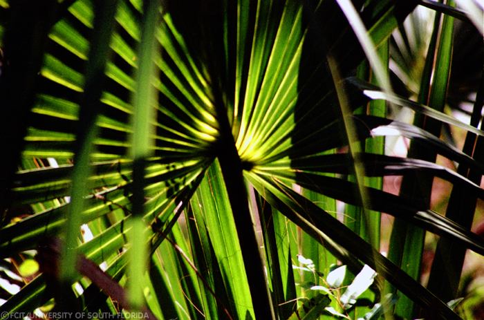 Palmettos