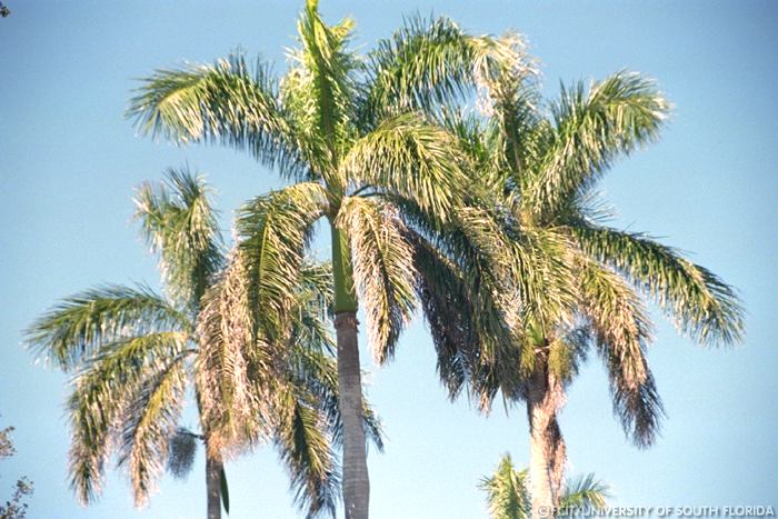 Palm trees
