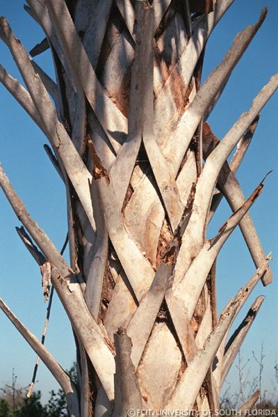 Palm tree