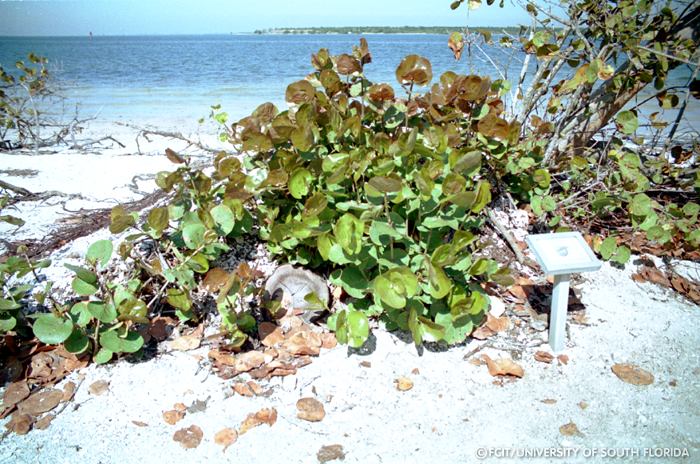 Sea grapes
