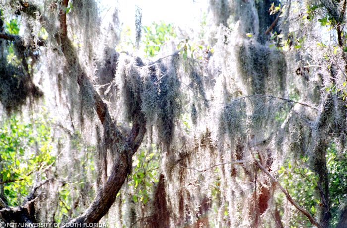 Spanish moss