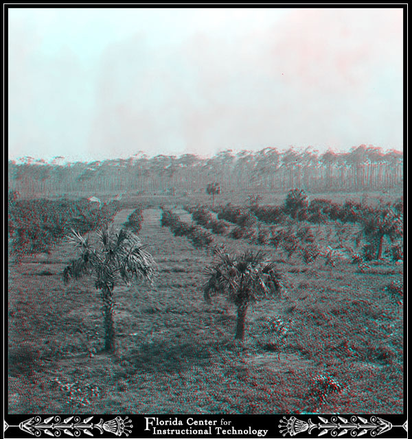 Field of Palm Trees