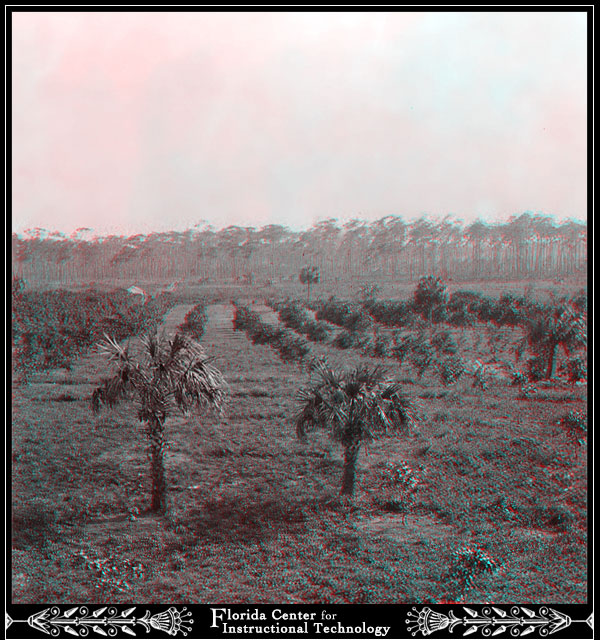 Field of Palm Trees
