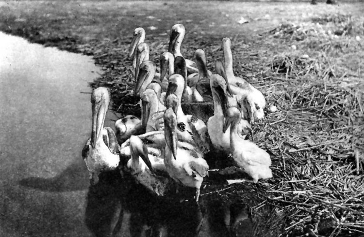 young pelicans