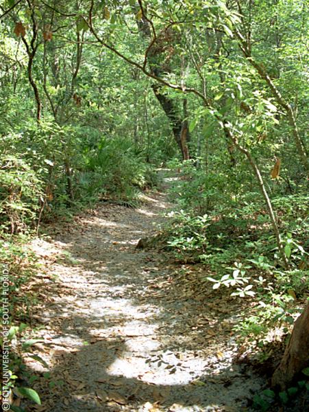 View of the nature trail
