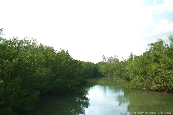 Mangroves along the river