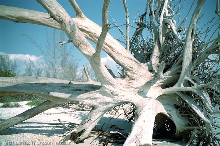 Sun-bleached, fallen tree