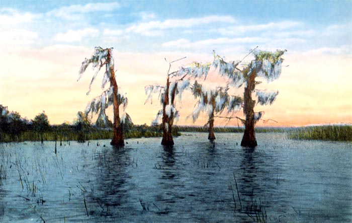 Cypress, St. Johns River, Florida