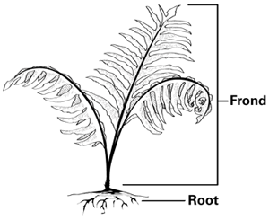 illustration of fern anatomy
